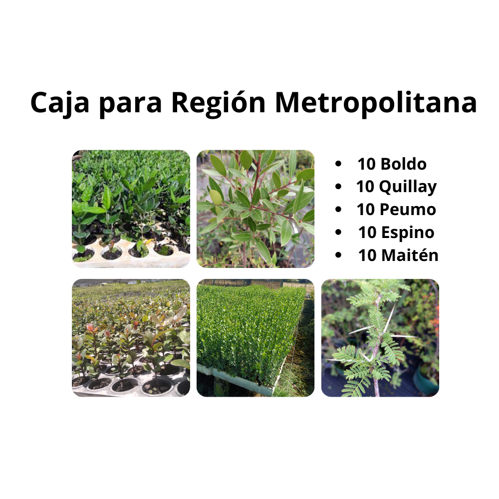 Caja Metropolitana